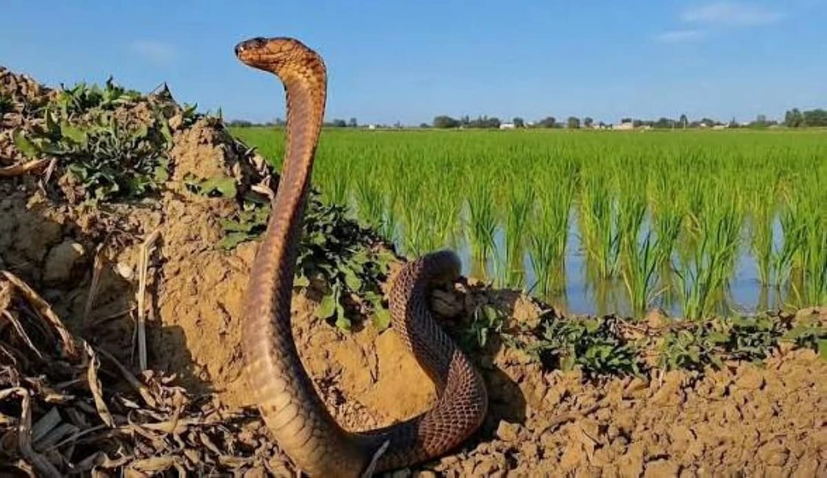 خبير بيئي يحذر من اختفاء القطط والكلاب وينذر بانتشار القوارض والثعابين