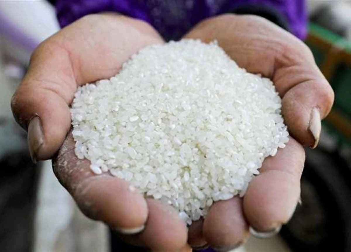 سعر الطن للأرز الشعير والأبيض بالشرقية