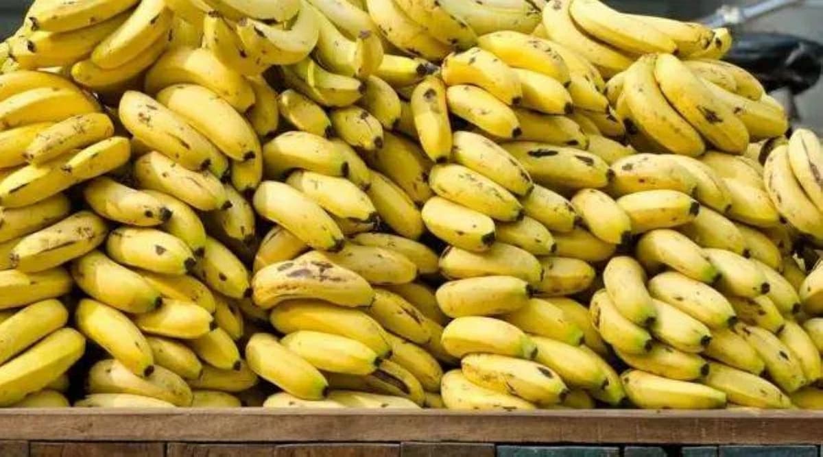 الزراعة توضح حقيقة غاز الإيثيلين وأثره على الموز