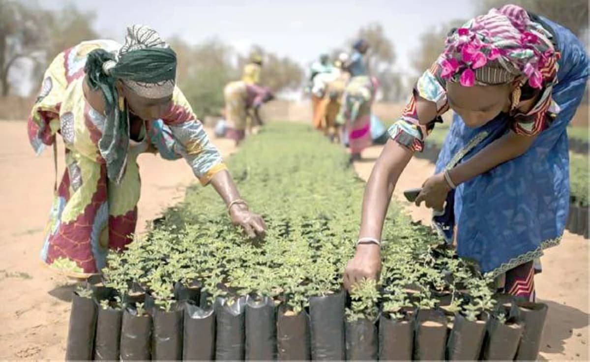 توقعات بنمو سوق التأمين متناهي الصغر في أفريقيا
