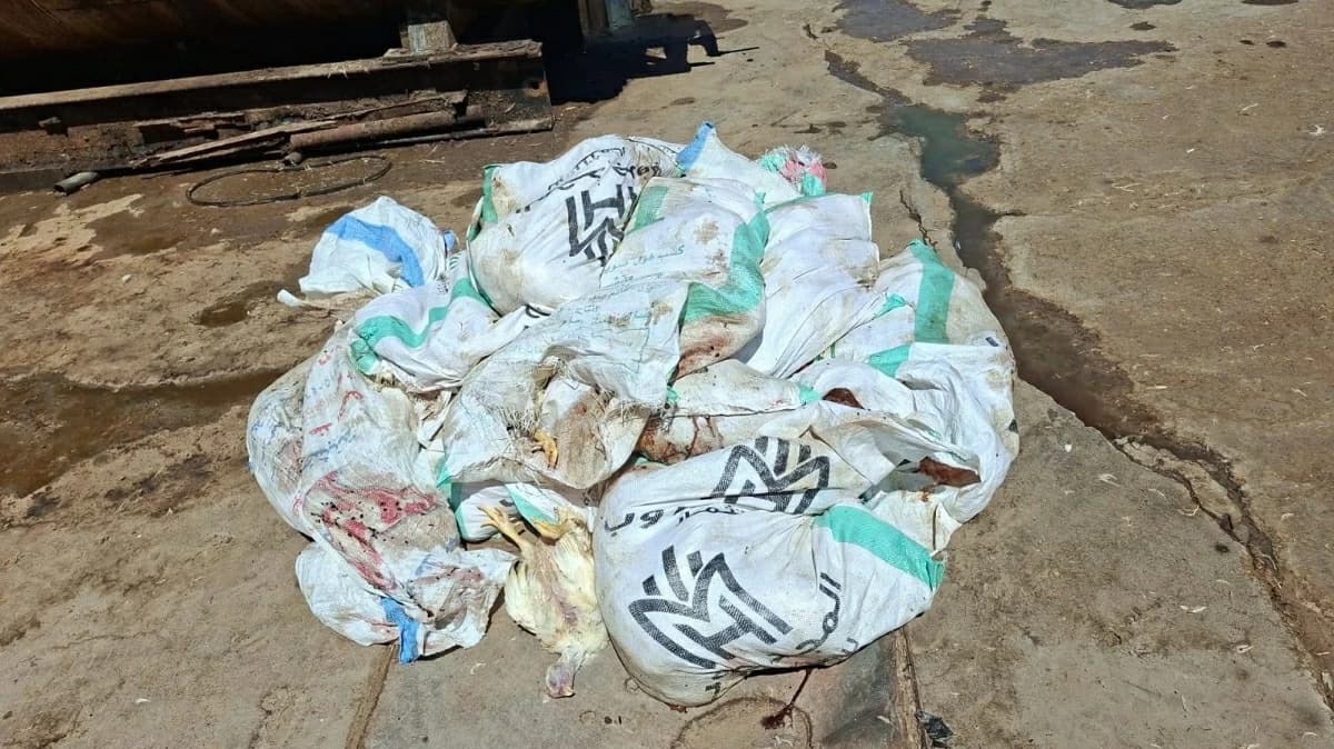 ضبط 480 كيلو دواجن فاسدة في الشرقية