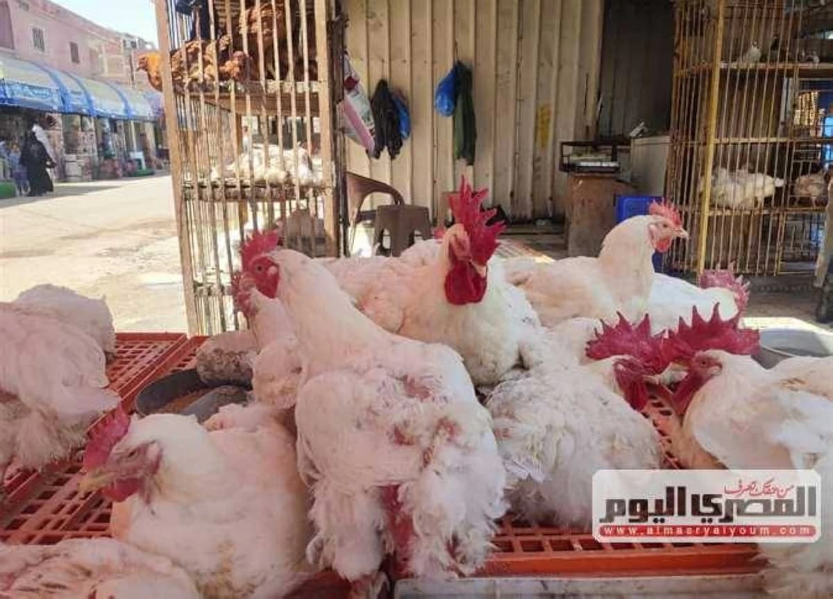 سعر الفراخ البيضاء في مصر اليوم