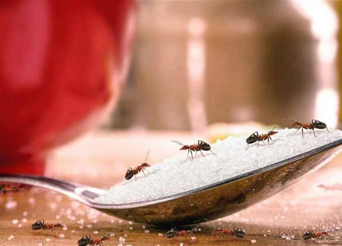 9 Tips to Prevent and Remove Ants