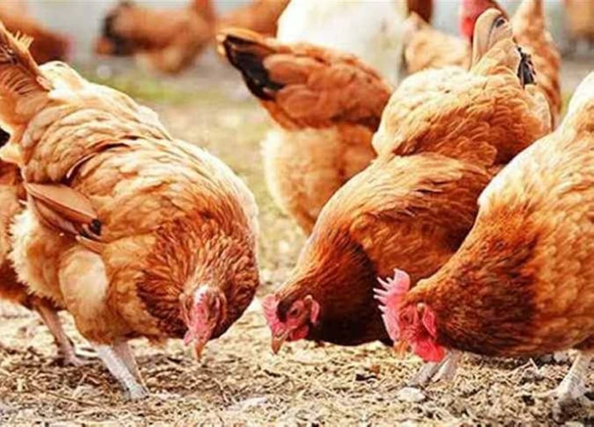 Sasso Chicken and Egg Prices in East Markets August 5