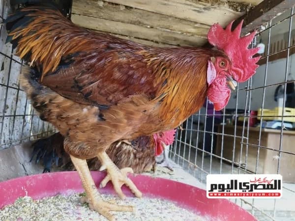 أسعار الدواجن والبيض في مطروح اليوم الجمعة