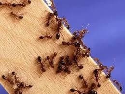 Are ants leaving the area reflects vinegar's effectiveness