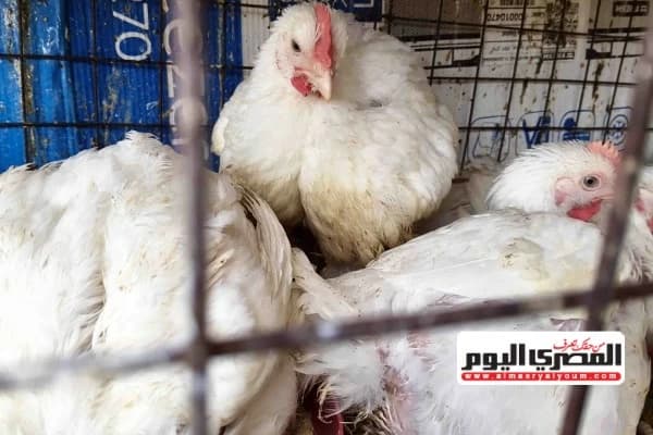 White Chicken Prices Drop on August 9