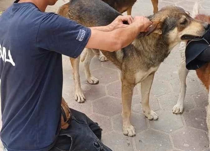 Government Steps to Address Stray Dogs