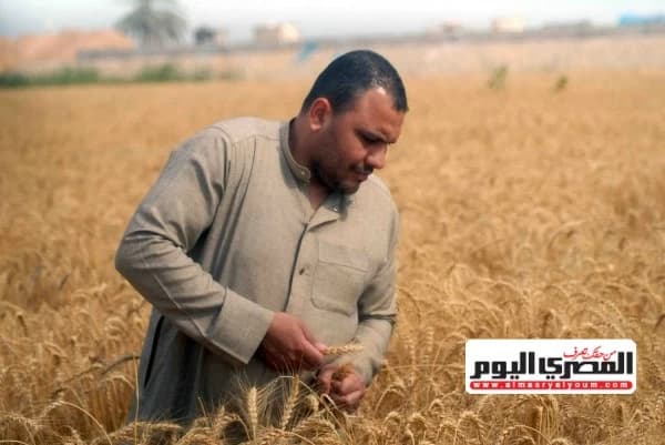 رئيس غرفة الحبوب يوضح مصير أسعار القمح