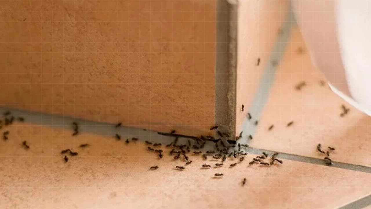 طرق طبيعية للقضاء على النمل