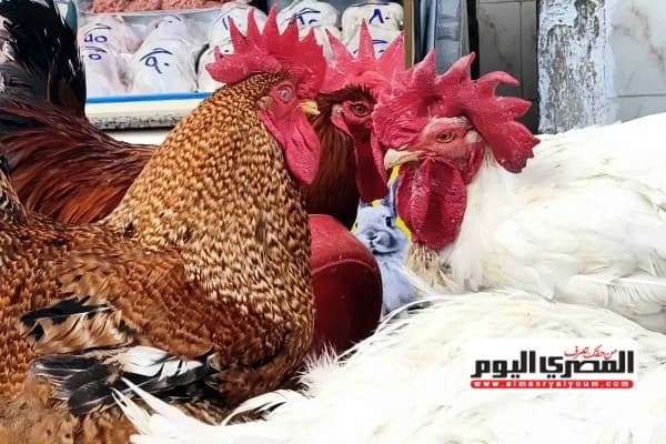 أسعار الفراخ في مطروح اليوم