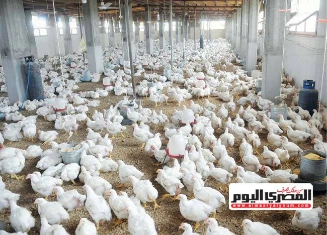 Poultry Chief Clarifies Meat and Chicken Ration Inclusion