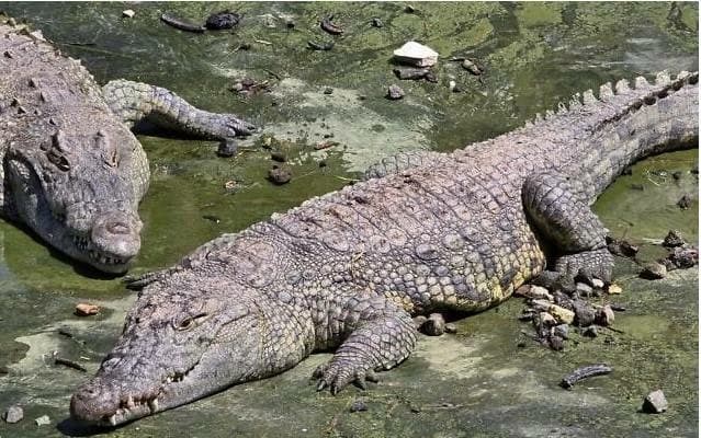 Egypt Reserves Hold Nearly 10,000 Crocs and Venomous Snakes