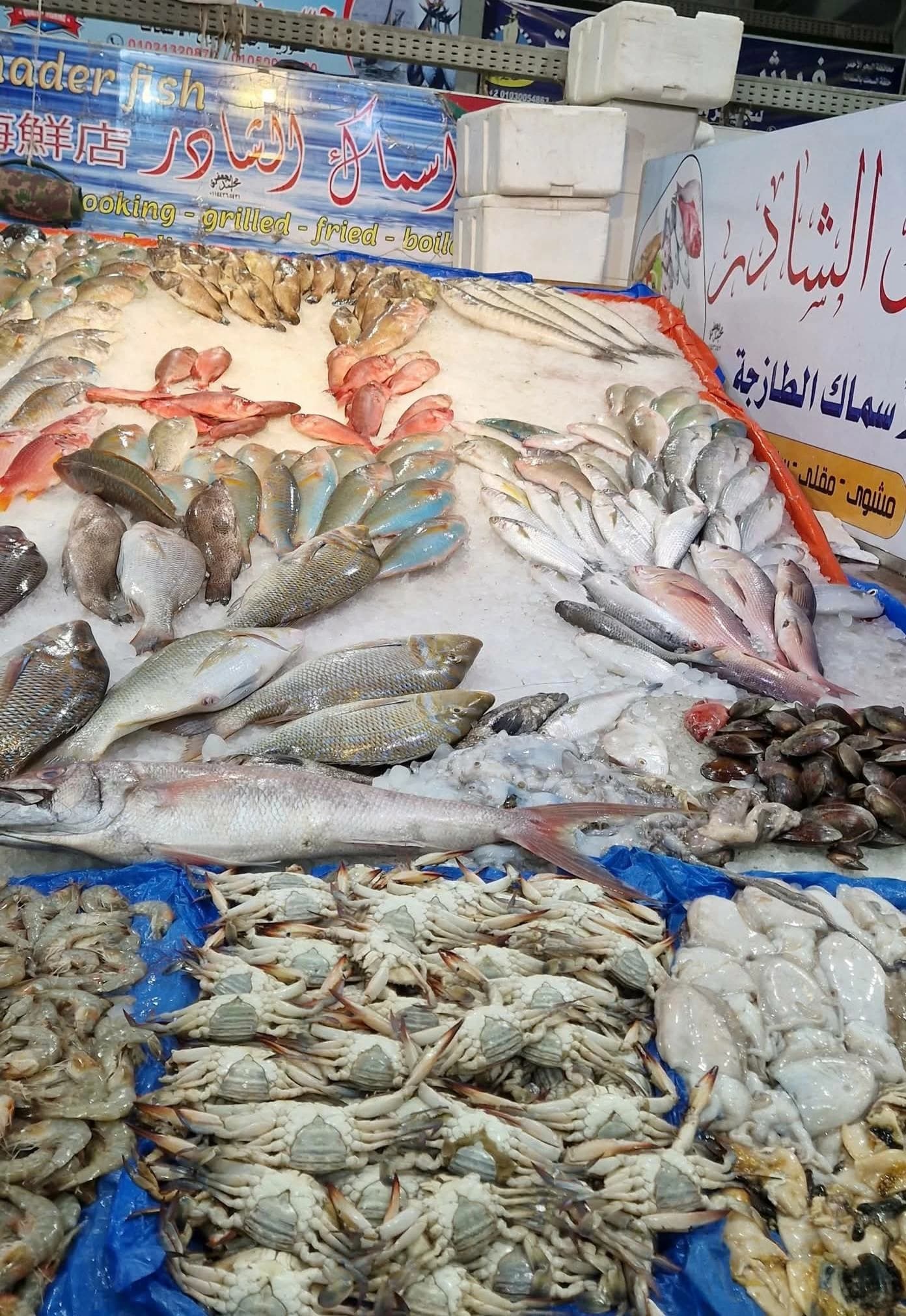 استئناف الصيد في البحر الأحمر بعد توقف ثلاث أشهر