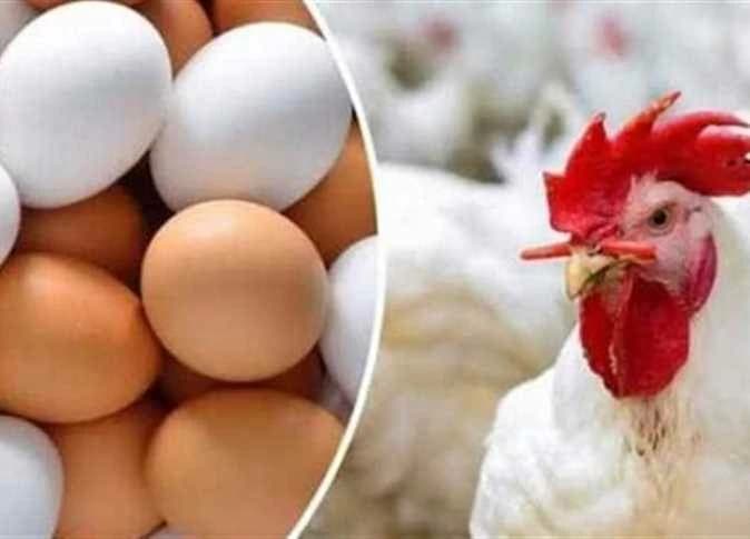 أسعار الفراخ والبيض بمطروح اليوم