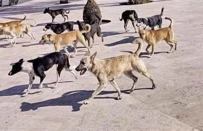 مبادرة لحل أزمة الكلاب الضالة في مصر