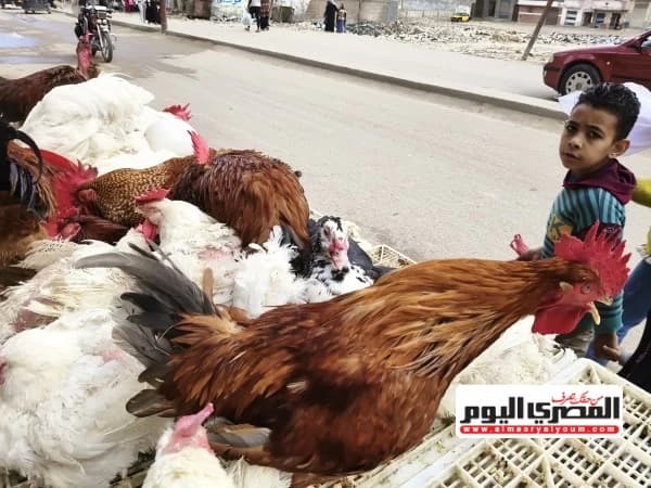 White chicken, Sasso, and egg tray prices on August 21