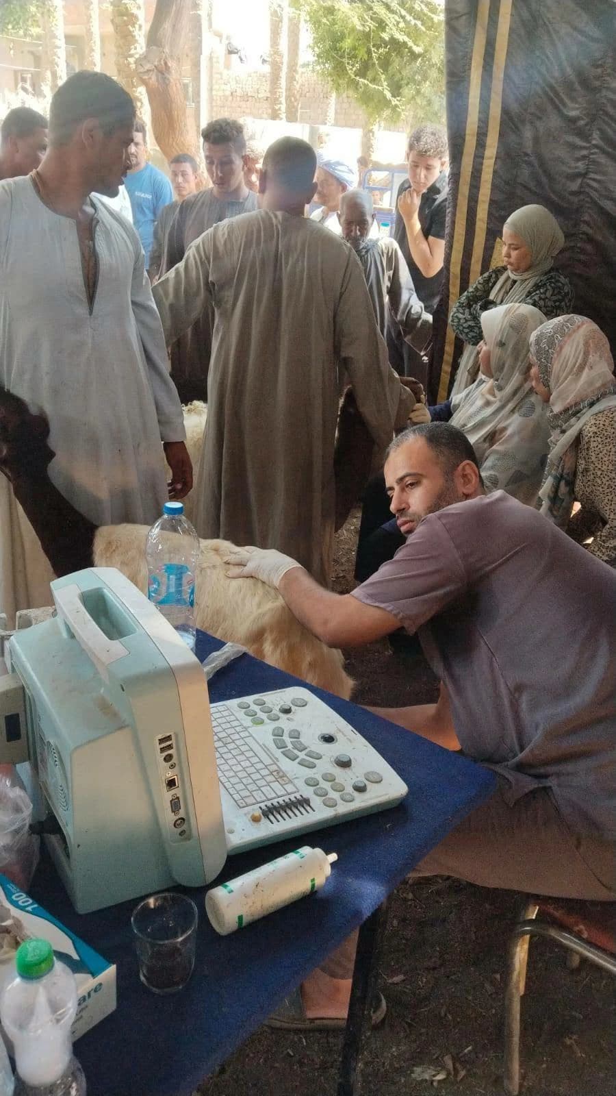 133 sheep and goats delivered to support Asyut families