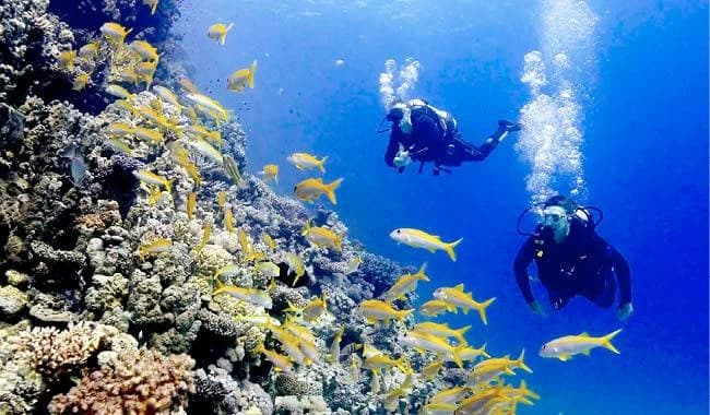 الأمم المتحدة تدعم حماية الشعاب المرجانية في البحر الأحمر
