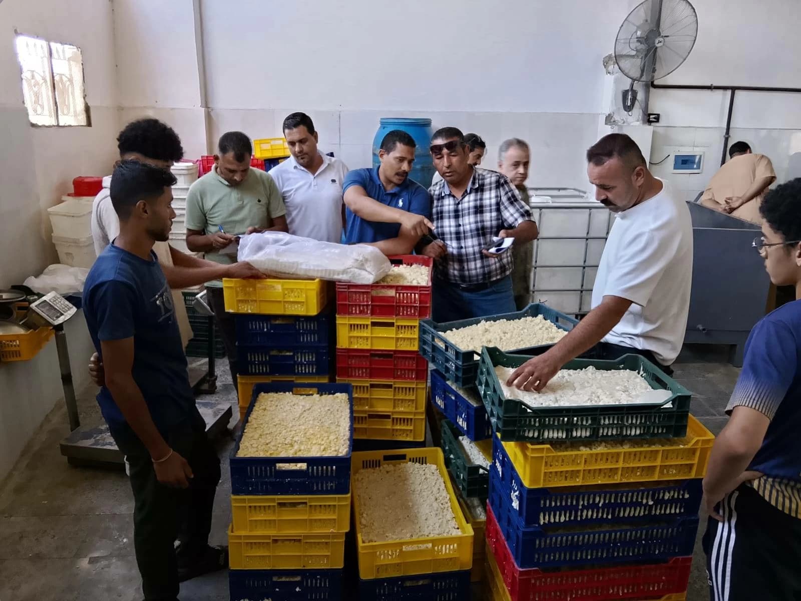 ضبط مصنع جبنة موتزاريلا مخالف في الفيوم