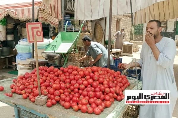 Tomatoes reaching 50 pounds update