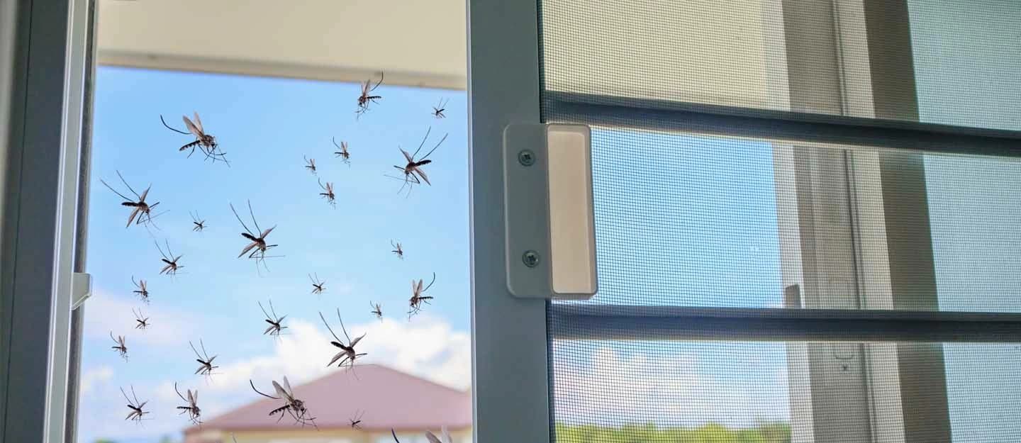 Eliminating Flies with Ripe Fruit