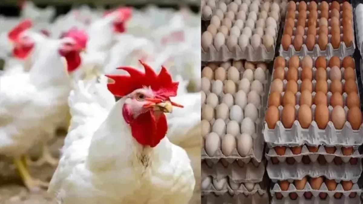 الزيني يعلن انخفاض أسعار الدواجن والبيض