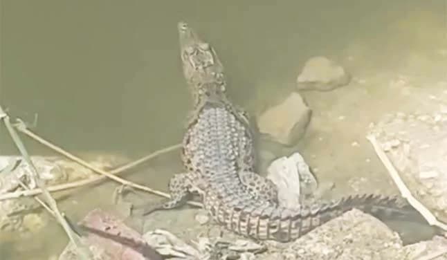 Crocodile Seen in Al Sharqiya Drain