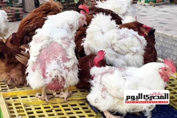 White chicken prices today September 15