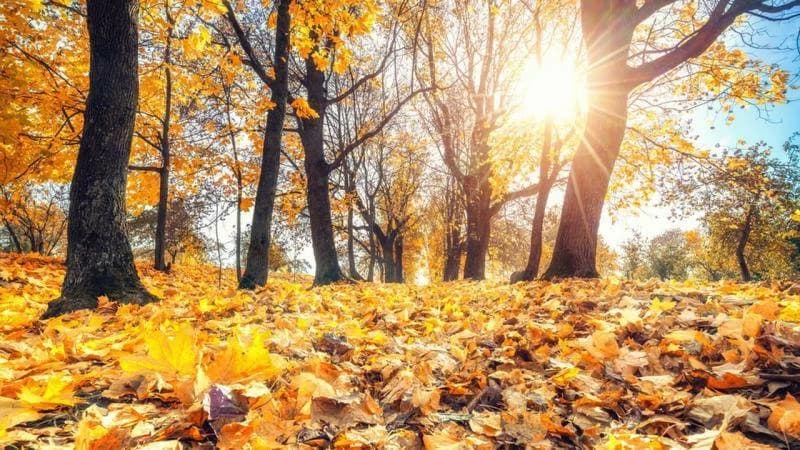 Days remaining until autumn 2026