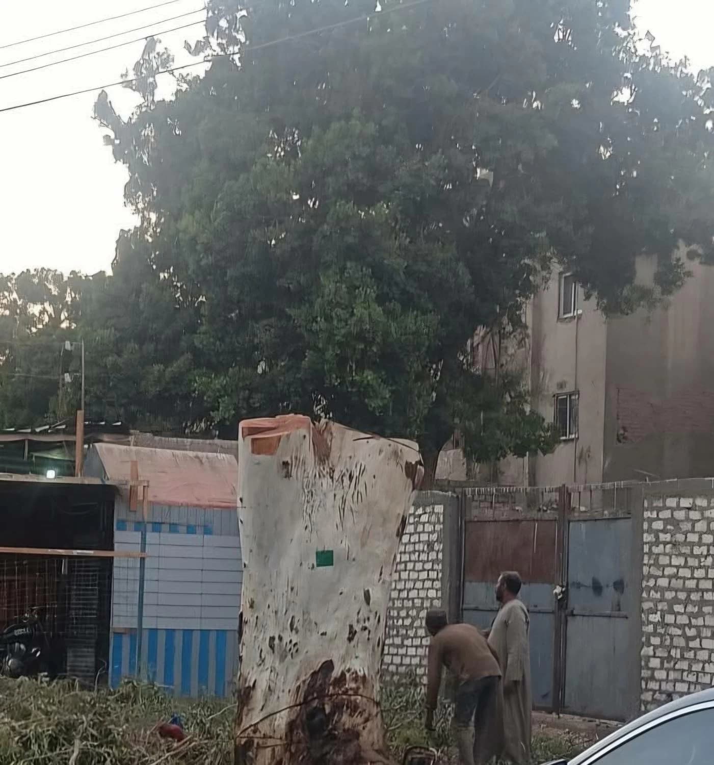Authorities enforce strict laws against tree cutters