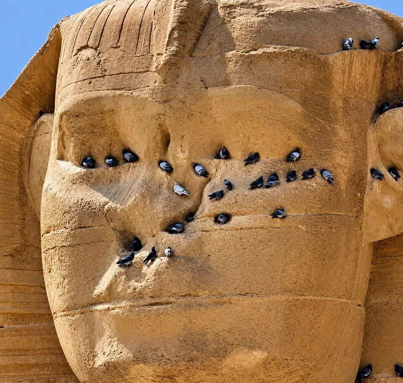 History of pigeons around the Sphinx