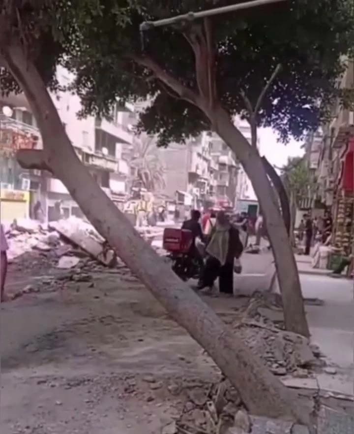 محافظة القاهرة توضح حقيقة قطع الأشجار