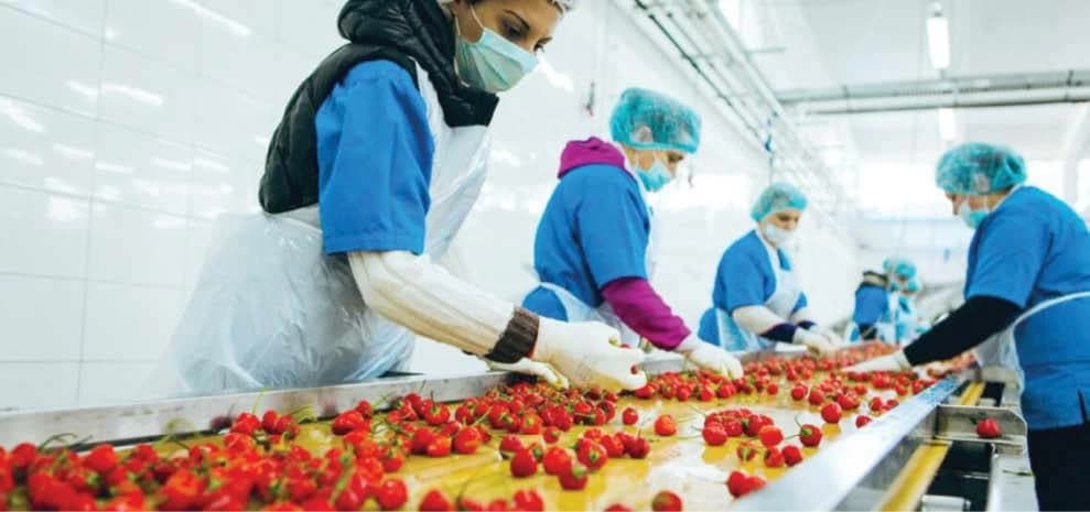 Egyptian Food Exports Reach $6.9B in 2025