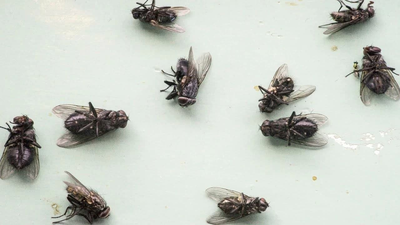 Eight Methods to Control Flies at Home