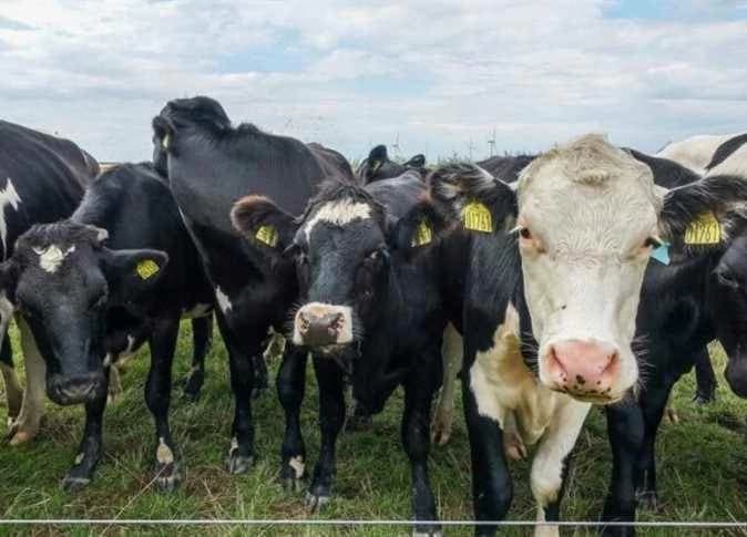 Farmer jailed for shooting cows in Aswan