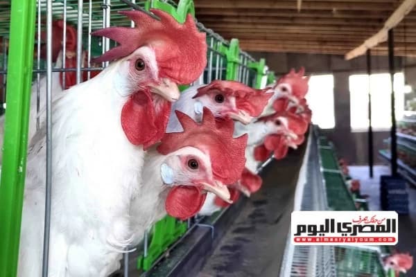 ارتفاع الدواجن من جديد