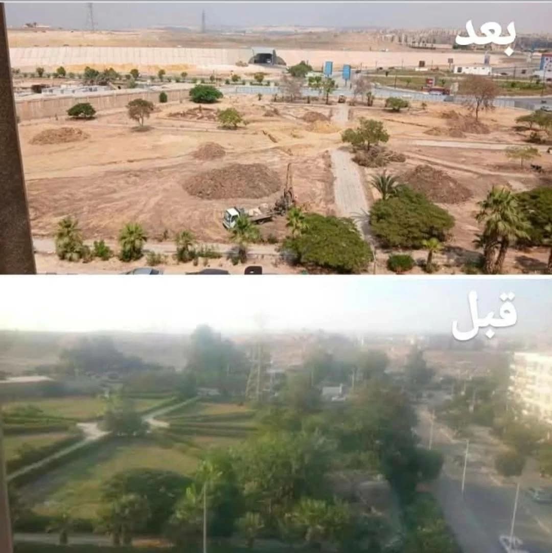 نواب يتساءلون عن إزالة أشجار زهراء المعادي