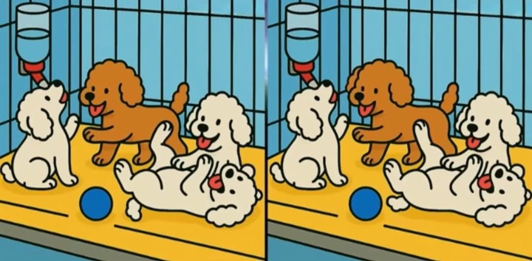 Spot the 3 differences in the small dogs puzzle