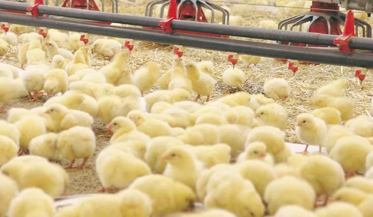 Reasons for Doubling of Chick Prices