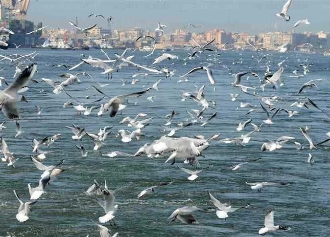 البيئة تصدر قرارا جديدا لصيد الطيور في مصر