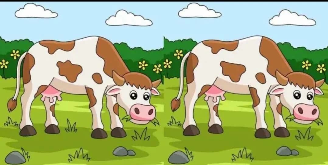 Identify the 3 differences in the cow puzzle