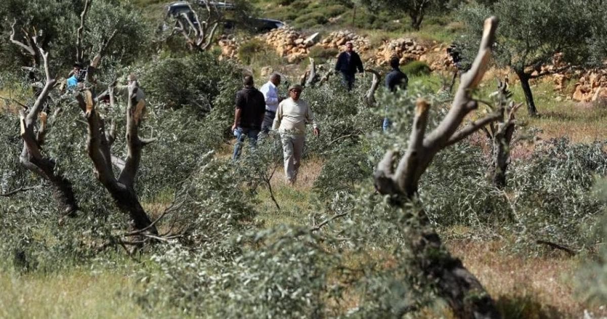 Settlers remove fruit trees in Khirbet Faresin