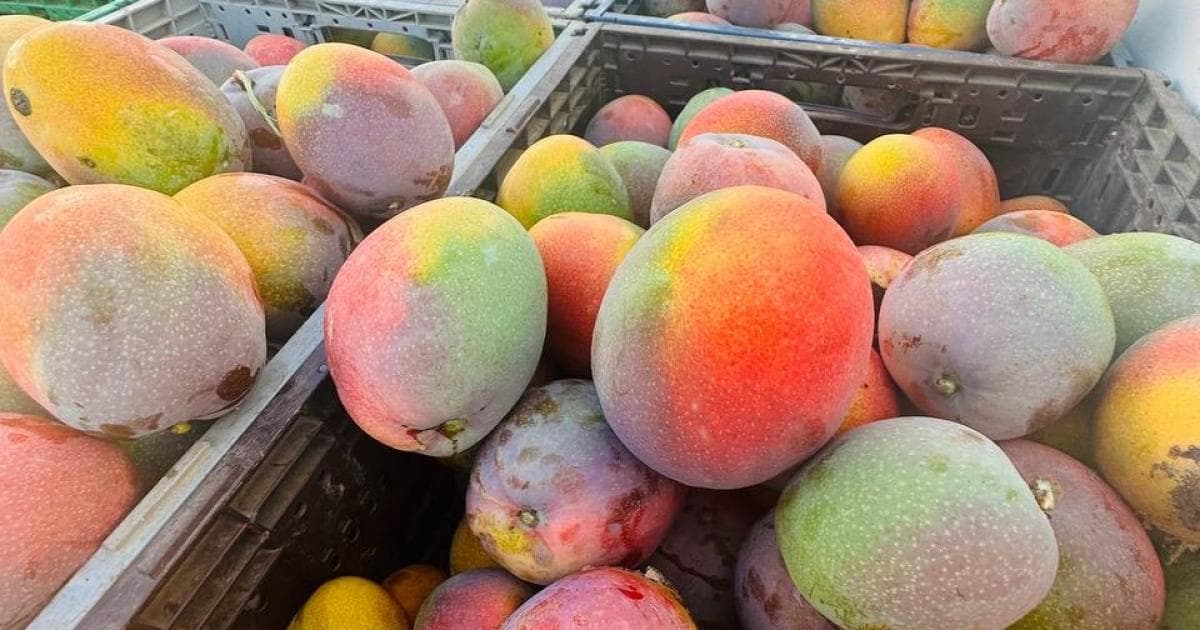 إتلاف 630 كغم من المانجا الفاسدة في خان يونس