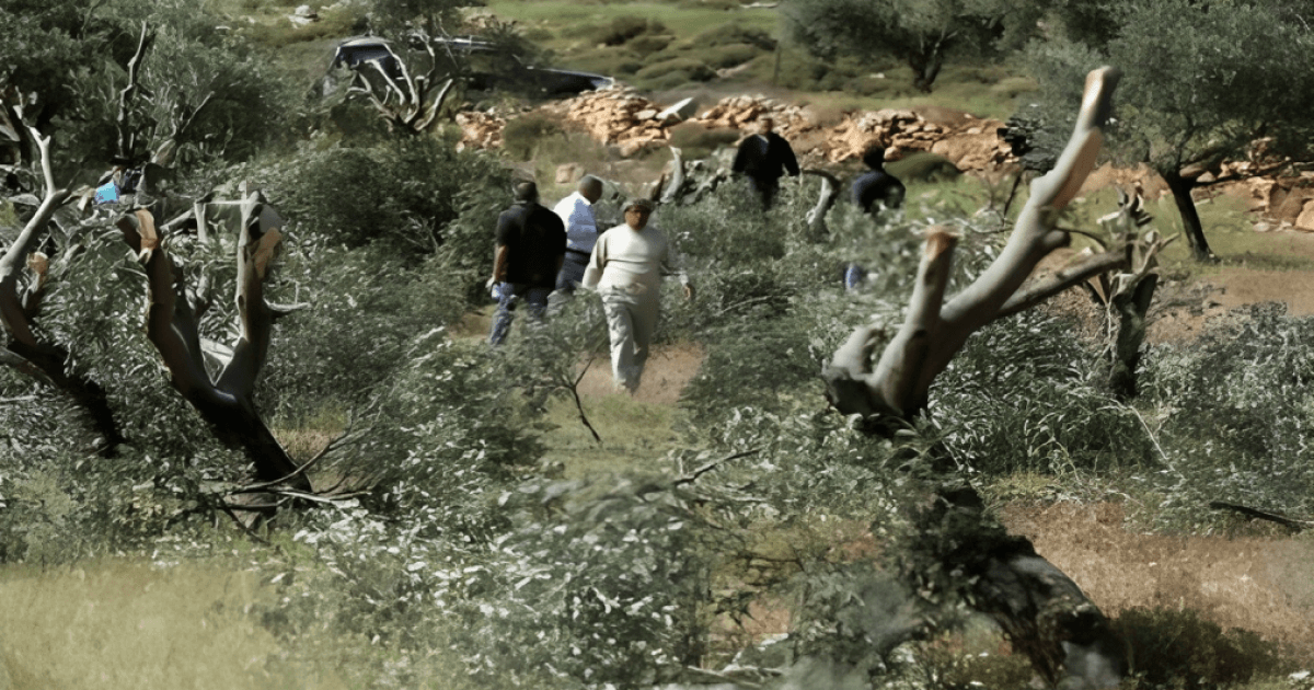 الاحتلال يزيل أراضي ويقتلع أشجار شرق جنين