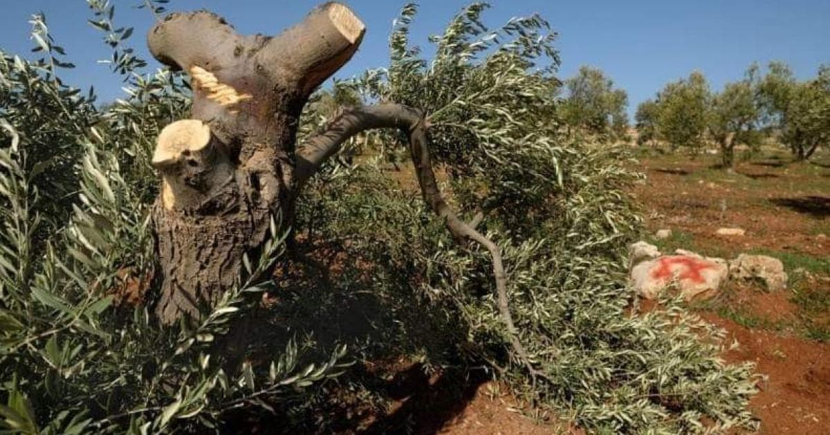 Settlers removing olive trees in Minya Bethlehem