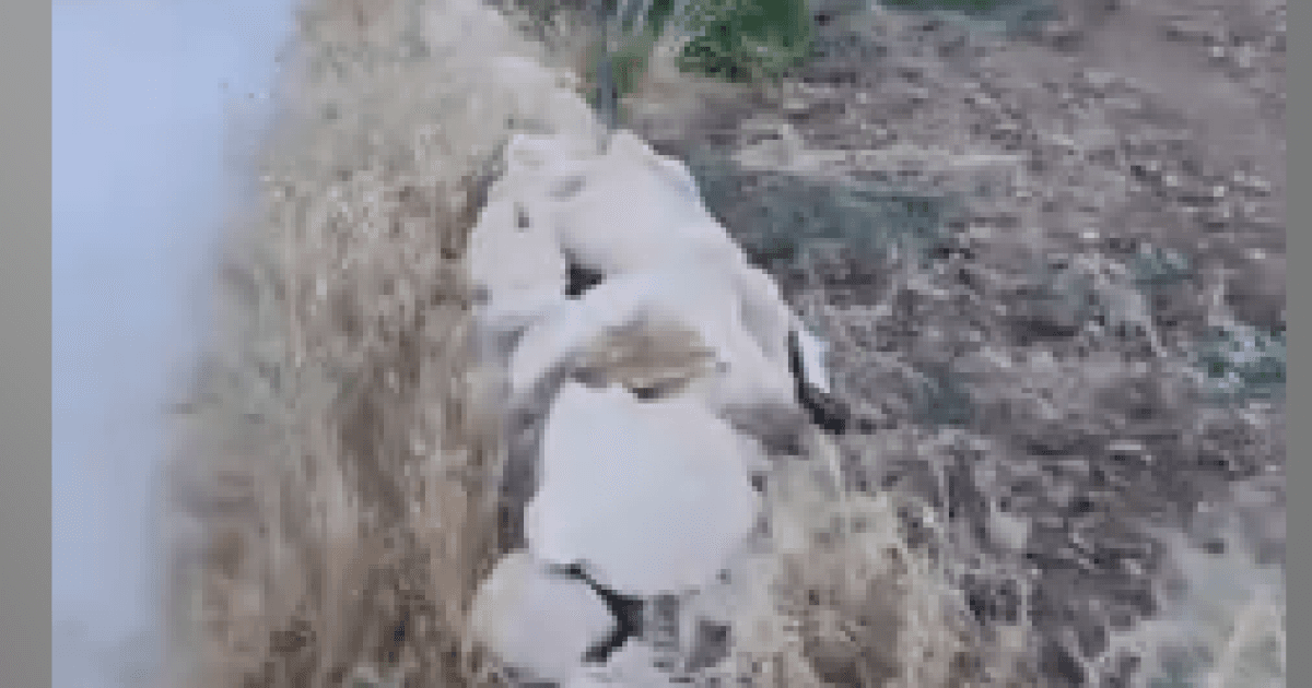 مستوطنون يقطعون أشجار زيتون شرقا
