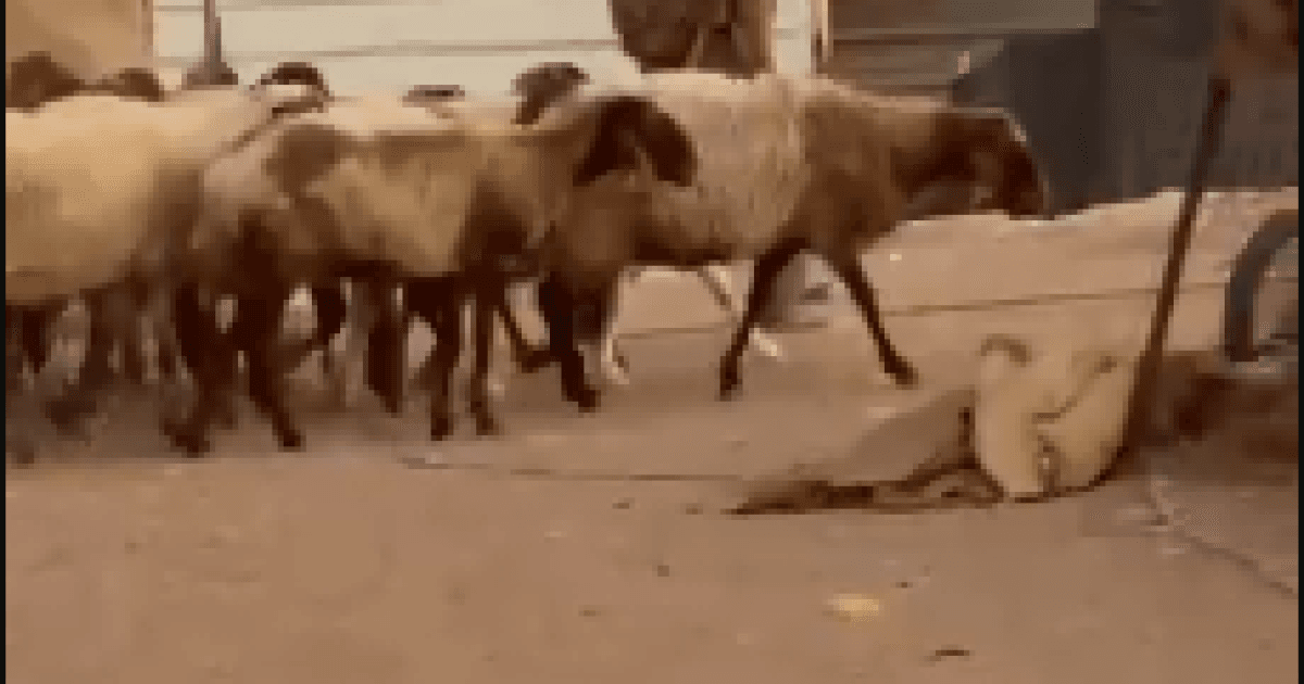 مستوطنون يطلقون أغنامهم شرق القدس
