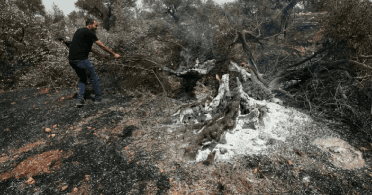 Settlers Take Olives from Umm Safa