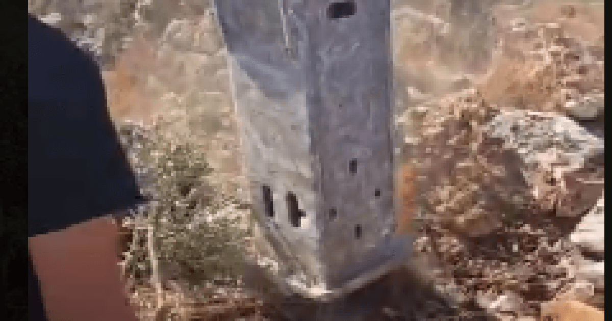 Video: Settlers cut trees in Deir Balut